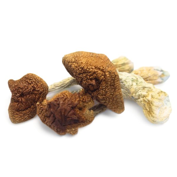 Magic Mushrooms – Golden Teachers