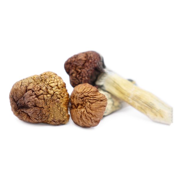 Magic Mushrooms – Mazatapec