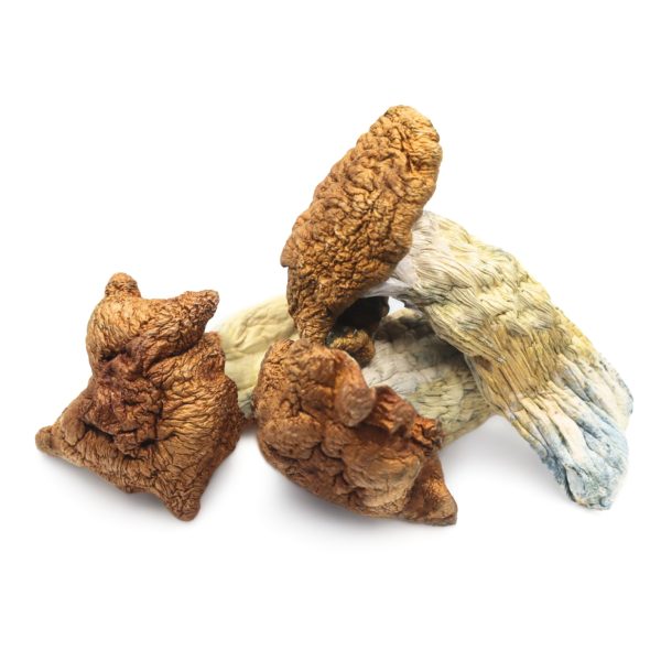 Magic Mushrooms – King Kong