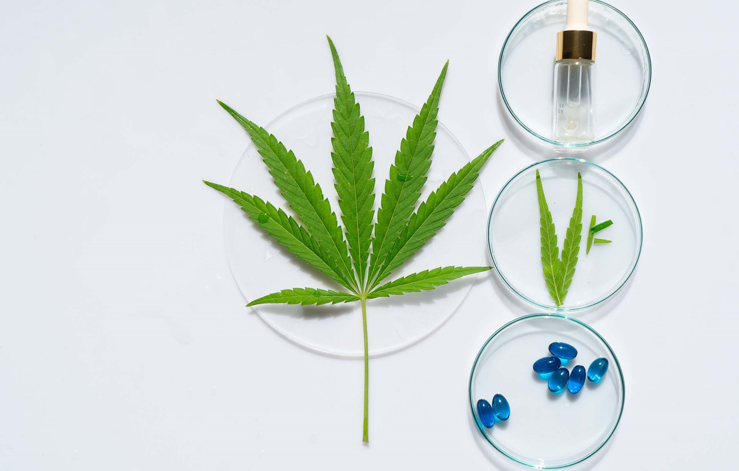 Cannabis and Creativity: Best Practices for Artists, Writers, and Designers