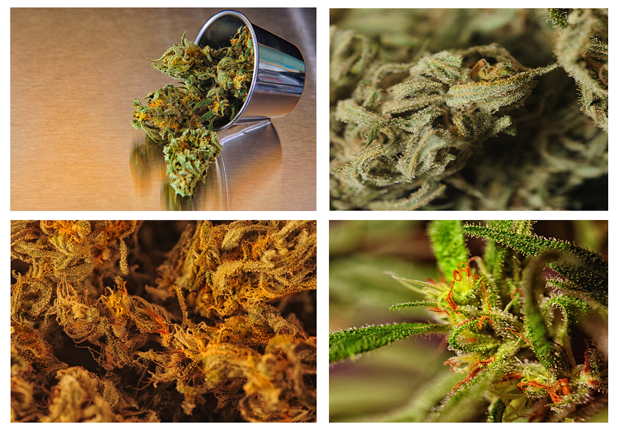 Cannabis and Burnout Recovery: Can THC Help Recharge Mental Energy?